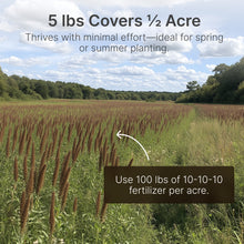 Load image into Gallery viewer, Grain Sorghum - Annual Warm Season Grass - Bedding and Cover