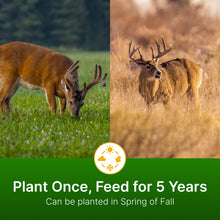 Load image into Gallery viewer, Alfalfa + Clover (Alfalfa, Ladino/Red/Crimson Clover, Chicory)