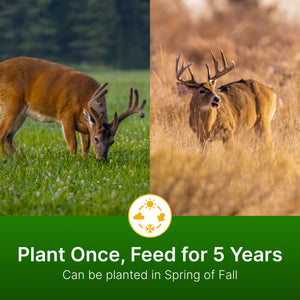 Alfalfa + Clover (Alfalfa, Ladino/Red/Crimson Clover, Chicory)