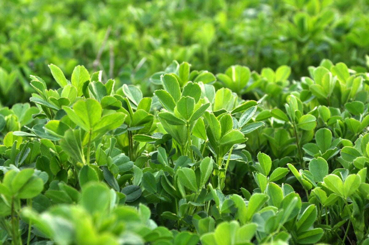 Alfalfa Perennial Food Plot Seed Hit List Seed and Mineral