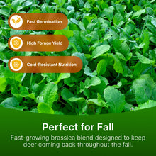 Load image into Gallery viewer, Brassica Blend Food Plot Mix - Turnips, Radish, Forage Rape