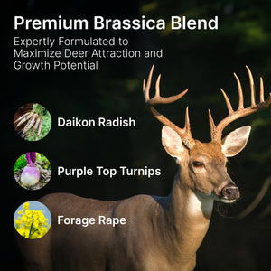 Brassica Blend Food Plot Mix - Turnips, Radish, Forage Rape