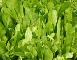 Chicory Perennial Food Plot Seed