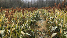 Load image into Gallery viewer, Grain Sorghum - Annual Warm Season Grass - Bedding and Cover