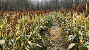 Grain Sorghum - Annual Warm Season Grass - Bedding and Cover
