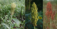Load image into Gallery viewer, Grain Sorghum - Annual Warm Season Grass - Bedding and Cover