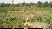 Load image into Gallery viewer, Kalkaska County, MI 40 Acres - $2,000