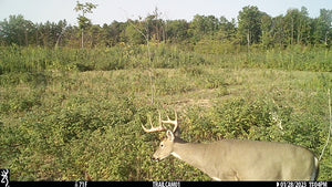 Kalkaska County, MI 40 Acres - $2,000