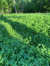 Load image into Gallery viewer, Shade Blend Food Plot Seed - Shade Tolerant - Perennial Clover, Forage Rape, Annual Ryegrass