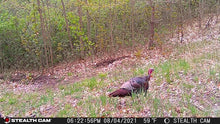 Load image into Gallery viewer, Kalkaska County, MI 40 Acres - $2,000