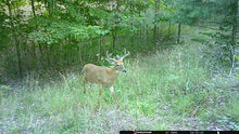 Load image into Gallery viewer, Kalkaska County, MI 40 Acres - $2,000