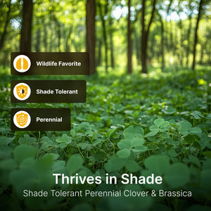 Shade Blend Food Plot Seed - Shade Tolerant - Perennial Clover, Forage Rape, Annual Ryegrass