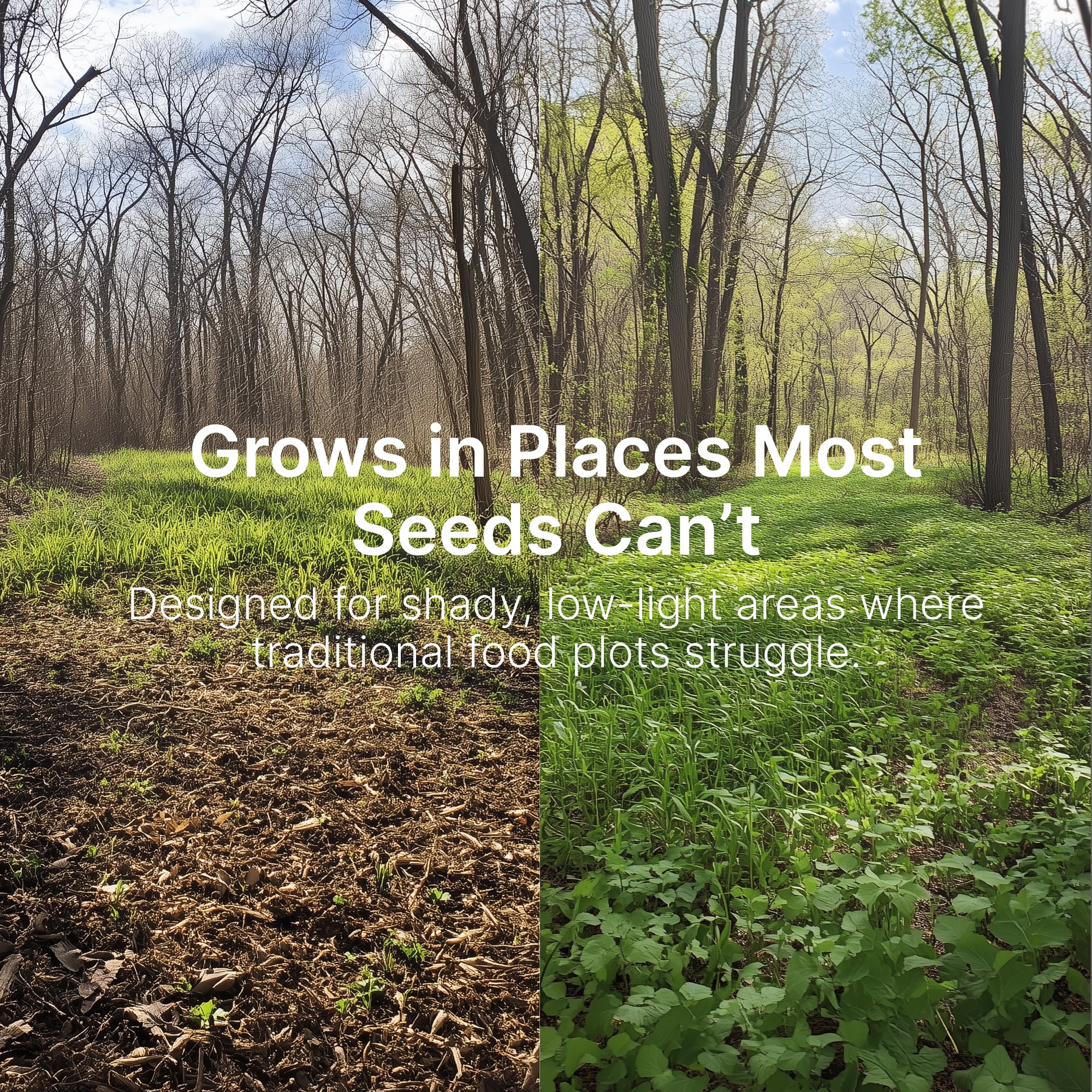 best food plot seed to plant in september Shade Blend Food Plot Seed - Shade Tolerant