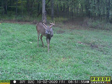 Load image into Gallery viewer, Shade Blend Food Plot Seed - Shade Tolerant - Perennial Clover, Forage Rape, Annual Ryegrass