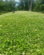 Load image into Gallery viewer, Triple Threat Clover (Ladino Clover, Red Clover, Crimson Clover)
