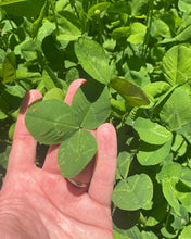 Load image into Gallery viewer, Triple Threat Clover (Ladino Clover, Red Clover, Crimson Clover)