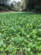 Load image into Gallery viewer, Elite 8 Fall Food Plot Blend