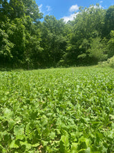 Load image into Gallery viewer, Fall Forage Food Plot Blend (Chicory, Turnips, Forage Rape, Clover)