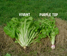 Load image into Gallery viewer, Vivant Hybrid Turnip Forage Brassica