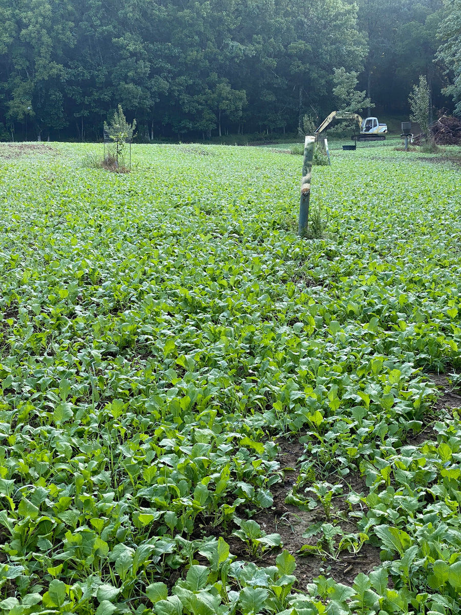 Brassica Blend Food Plot Mix Turnips, Radish, Forage Rape Hit List