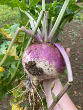 Load image into Gallery viewer, Purple Top Turnips