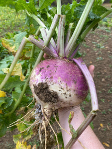 Purple Top Turnips