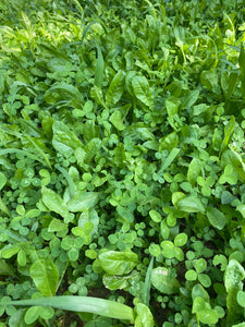 Chicory/Clover Perennial Food Plot Blend (Chicory, Ladino Clover, Red Clover)