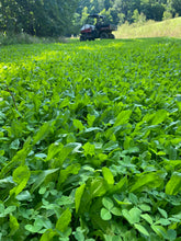Load image into Gallery viewer, Chicory/Clover Perennial Food Plot Blend (Chicory, Ladino Clover, Red Clover)