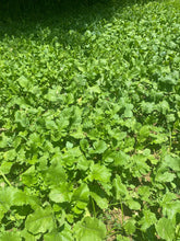 Load image into Gallery viewer, No-Till Food Plot Blend-Clover, Turnip, Radish, Rye, Oats