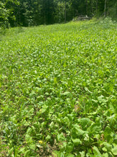 Load image into Gallery viewer, No-Till Food Plot Blend-Clover, Turnip, Radish, Rye, Oats