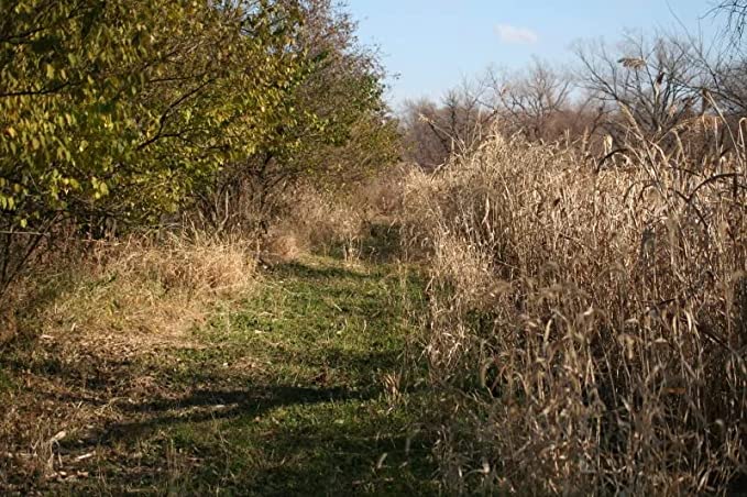 Food Plot Screening Seeds – Wildlife Food Plot Seed by Frigid Forage – MTAK