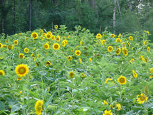 Load image into Gallery viewer, Summer Blend (Soybeans, Sunflowers, Cow Peas, Buckwheat)