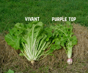 Extreme Forage Brassica - Purple Top Turnips, Vivant Turnips, Forage Rape